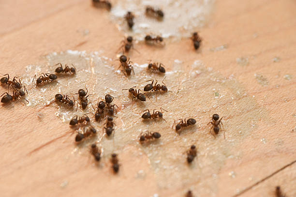 Best Affordable Pest Control Services  in Cleveland Heights, OH